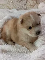 Mina, a female Pomsky for sale in Orange Park, FL – Photo 4 of 10