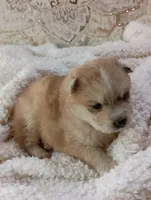 Mina, a female Pomsky for sale in Orange Park, FL – Photo 1 of 10