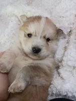 Mina, a female Pomsky for sale in Orange Park, FL – Photo 5 of 10