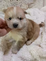 Mina, a female Pomsky for sale in Orange Park, FL – Photo 6 of 10