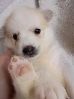 Takita, a female Pomsky for sale in Orange Park, FL – 3 of 10