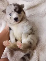 Vanabelle , a female Pomsky for sale in Orange Park, FL – 3 of 10