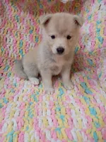 Kona, a male Pomsky for sale in Orange Park, FL – 6 of 9