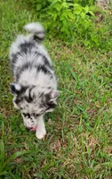 Latte, a female Pomsky for sale in Orange Park, FL – 8 of 10