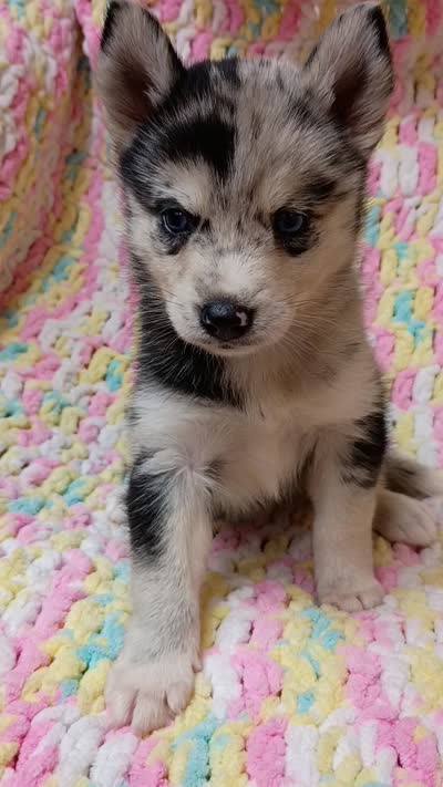 Macchi, a female Pomsky for sale in Orange Park, FL – 10 of 10