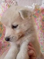 Kona, a male Pomsky for sale in Orange Park, FL – 3 of 9