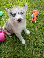 Chai, a female Pomsky for sale in Orange Park, FL – 6 of 9