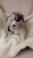 Vanabelle , a female Pomsky for sale in Orange Park, FL – 7 of 10