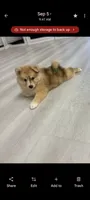 Capella, a female Pomsky for sale in Orange Park, FL – 2 of 9
