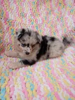Latte, a female Pomsky for sale in Orange Park, FL – 9 of 10