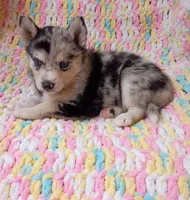 Macchi, a female Pomsky for sale in Orange Park, FL – 5 of 10