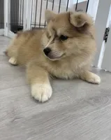 Capella, a female Pomsky for sale in Orange Park, FL – 5 of 9