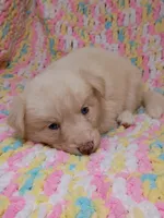 Honey, a female Pomsky for sale in Orange Park, FL – 7 of 10