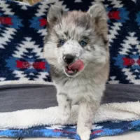 Rin, a female Pomsky for sale in Orange Park, FL – Photo 6 of 7