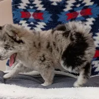 Rin, a female Pomsky for sale in Orange Park, FL – Photo 5 of 7