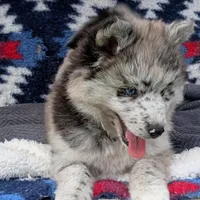 Rin, a female Pomsky for sale in Orange Park, FL – Photo 1 of 7