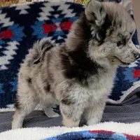 Rin, a female Pomsky for sale in Orange Park, FL – Photo 4 of 7