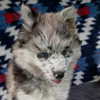 Rin, a female Pomsky for sale in Orange Park, FL – Photo 3 of 7