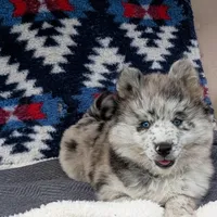 Rin, a female Pomsky for sale in Orange Park, FL – Photo 7 of 7