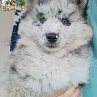 Rin, a female Pomsky for sale in Orange Park, FL – Photo 2 of 7