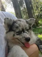 Latte, a female Pomsky for sale in Orange Park, FL – 7 of 10