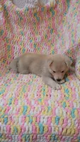 Kona, a male Pomsky for sale in Orange Park, FL – 7 of 9