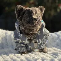 Mr. Bullion, a male French Bulldog for sale in Davenport, FL – Photo 6 of 6