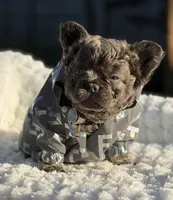 Mr. Bullion, a male French Bulldog for sale in Davenport, FL – Photo 5 of 6