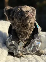 Mr. Bullion, a male French Bulldog for sale in Davenport, FL – Photo 2 of 6