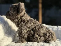 Mr. Bullion, a male French Bulldog for sale in Davenport, FL – Photo 1 of 6