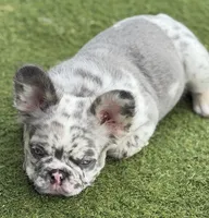 Big 💎Blue, a male French Bulldog for sale in Davenport, FL – 5 of 8