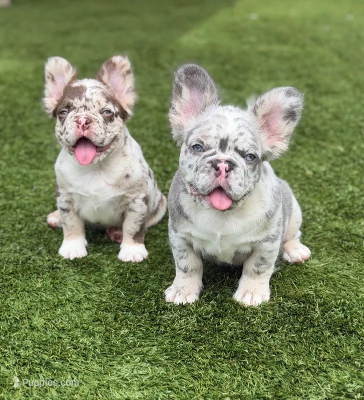 Big Blue – French Bulldog puppy for sale in Davenport, FL