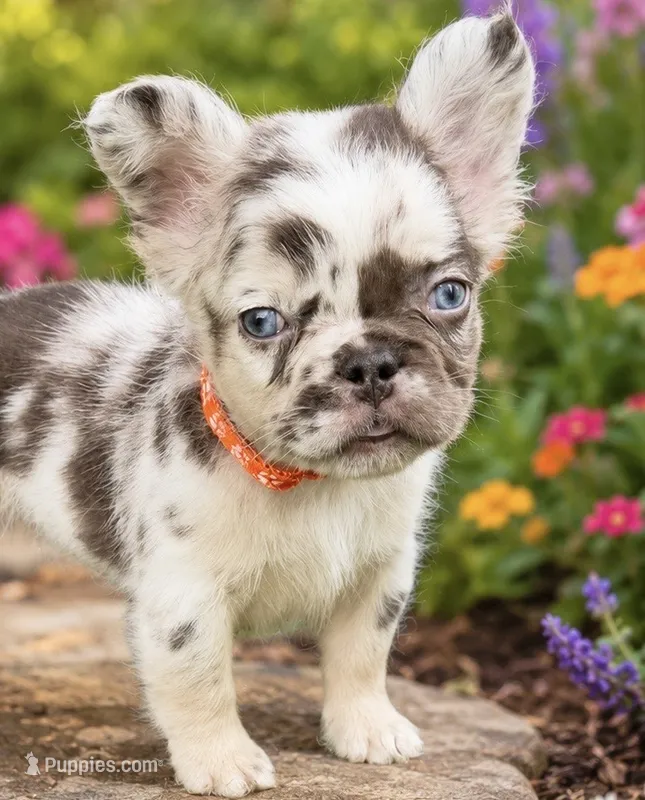 Mr. Split-Face – French Bulldog puppy for sale in Davenport, FL
