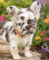 Mr. Split-Face, a male French Bulldog for sale in Davenport, FL – 1 of 3