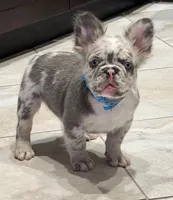 Big Blue, a male French Bulldog for sale in Davenport, FL – 1 of 5