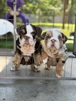 Miss Calypso, a female English Bulldog for sale in Davenport, FL – 5 of 5