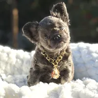 Miss Halo, a female French Bulldog for sale in Davenport, FL – Photo 5 of 7