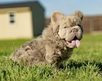 Miss Halo, a female French Bulldog for sale in Davenport, FL – Photo 6 of 7