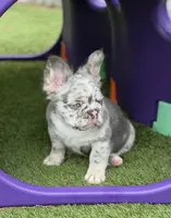 Big 💎Blue, a male French Bulldog for sale in Davenport, FL – 6 of 8