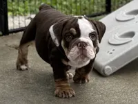Miss Calypso, a female English Bulldog for sale in Davenport, FL – 2 of 5