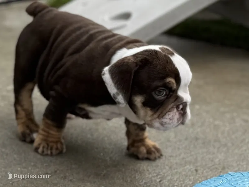 Miss Calypso – English Bulldog puppy for sale in Davenport, FL