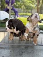 Miss Calypso, a female English Bulldog for sale in Davenport, FL – 4 of 5