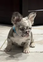 Big Blue, a male French Bulldog for sale in Davenport, FL – 2 of 5