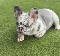 Big 💎Blue, a male French Bulldog for sale in Davenport, FL – 7 of 8