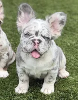 Big 💎Blue, a male French Bulldog for sale in Davenport, FL – 3 of 8