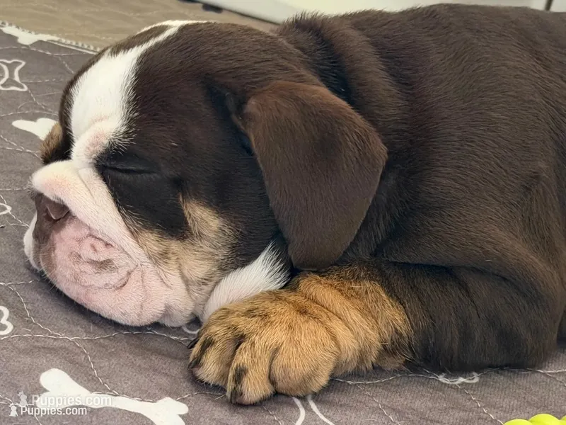 Miss Calypso – English Bulldog puppy for sale in Davenport, FL