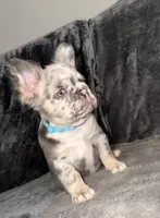 Big 💎Blue, a male French Bulldog for sale in Davenport, FL – 4 of 8