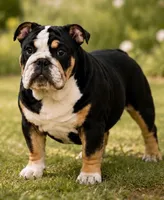Miss Raven , a female English Bulldog for sale in Davenport, FL – 2 of 4