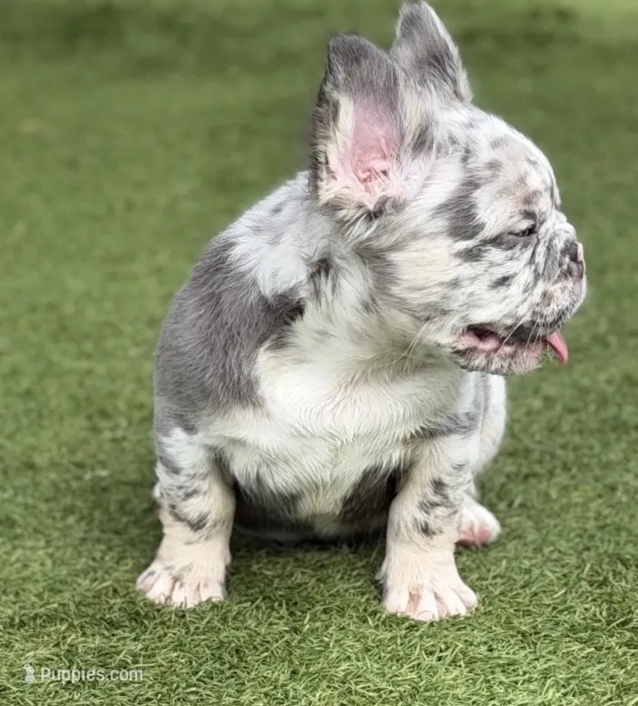 Big 💎Blue – French Bulldog puppy for sale in Davenport, FL