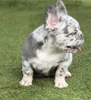Big 💎Blue, a male French Bulldog for sale in Davenport, FL – 2 of 8